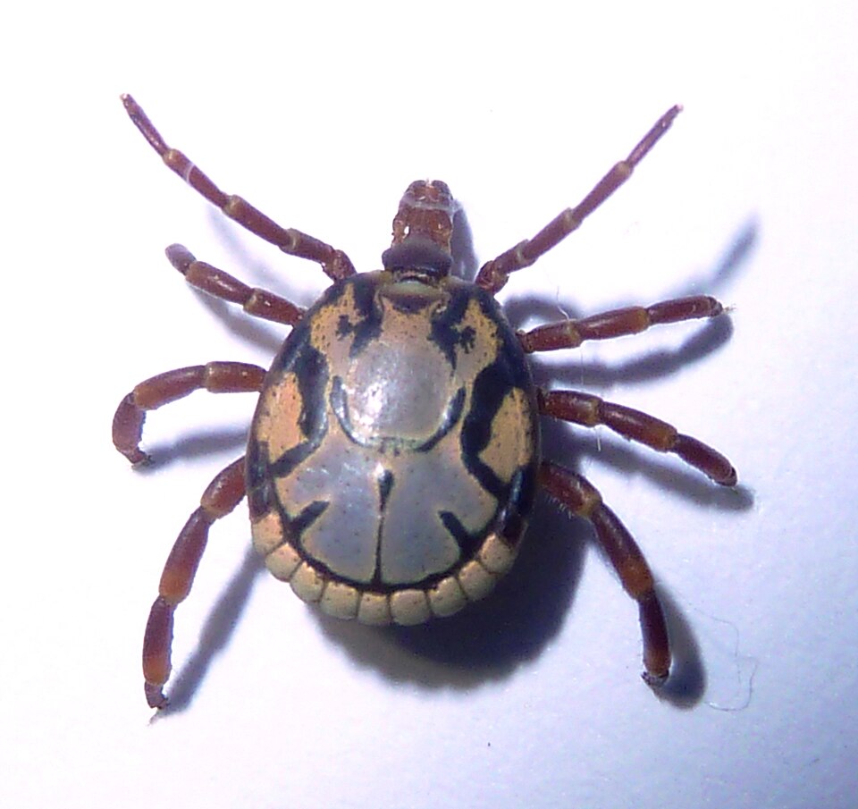 Photo of South African bont tick