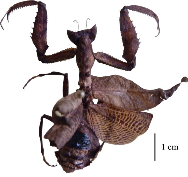 Photo of South American boxer mantis