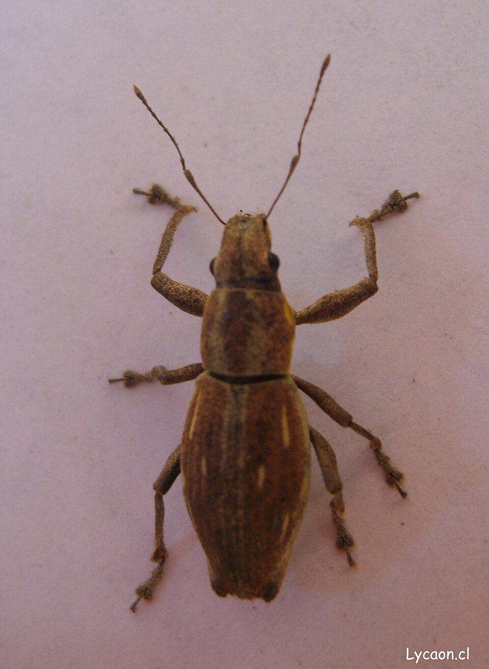 Photo of South American fruit tree weevil