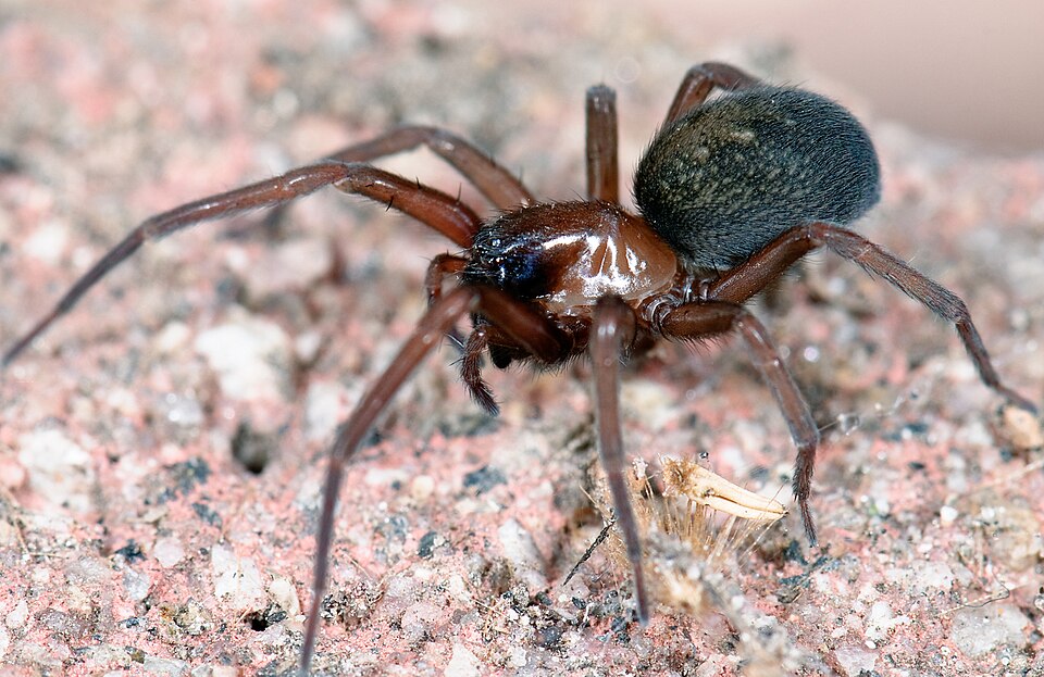 Photo of South American toothed hacklemesh weaver