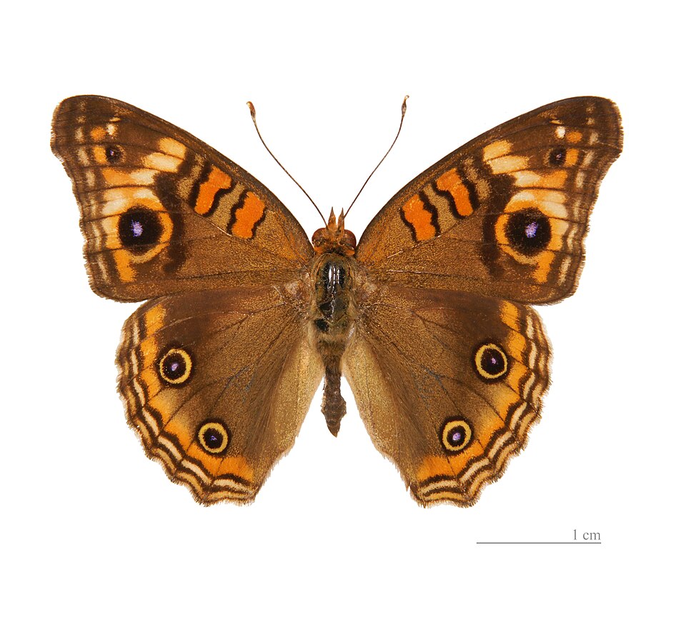 Photo of South American tropical buckeye