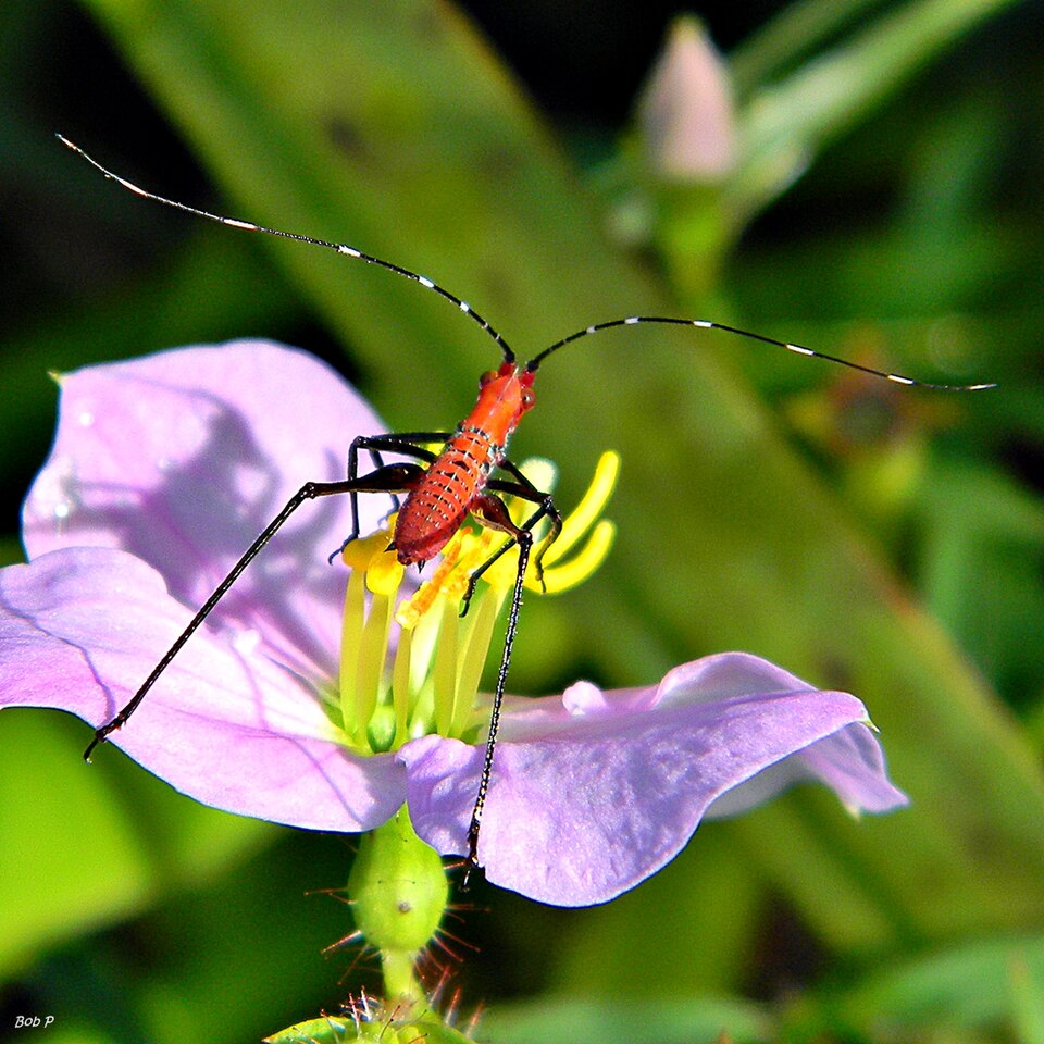 Photo of Southeastern bush katydid