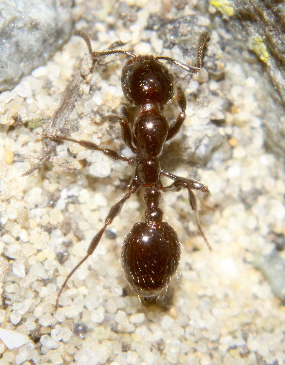 Photo of Southern ant