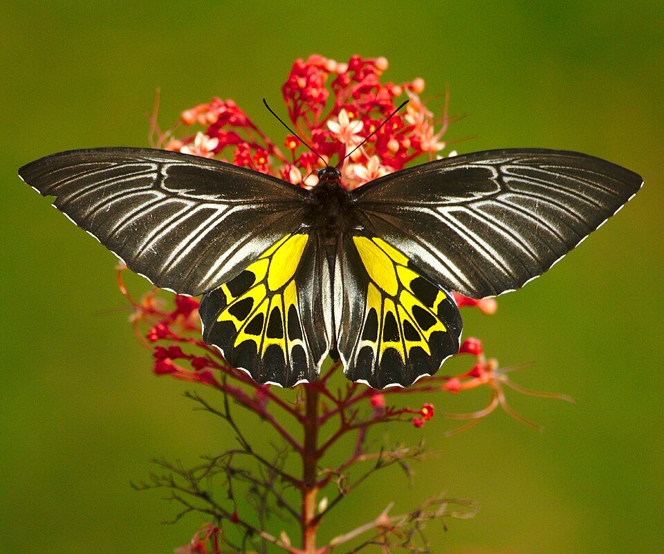 Photo of Southern birdwing