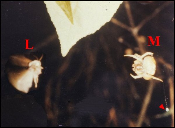 Photo of Southern bolas spider