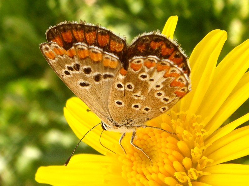 Photo of Southern brown argus