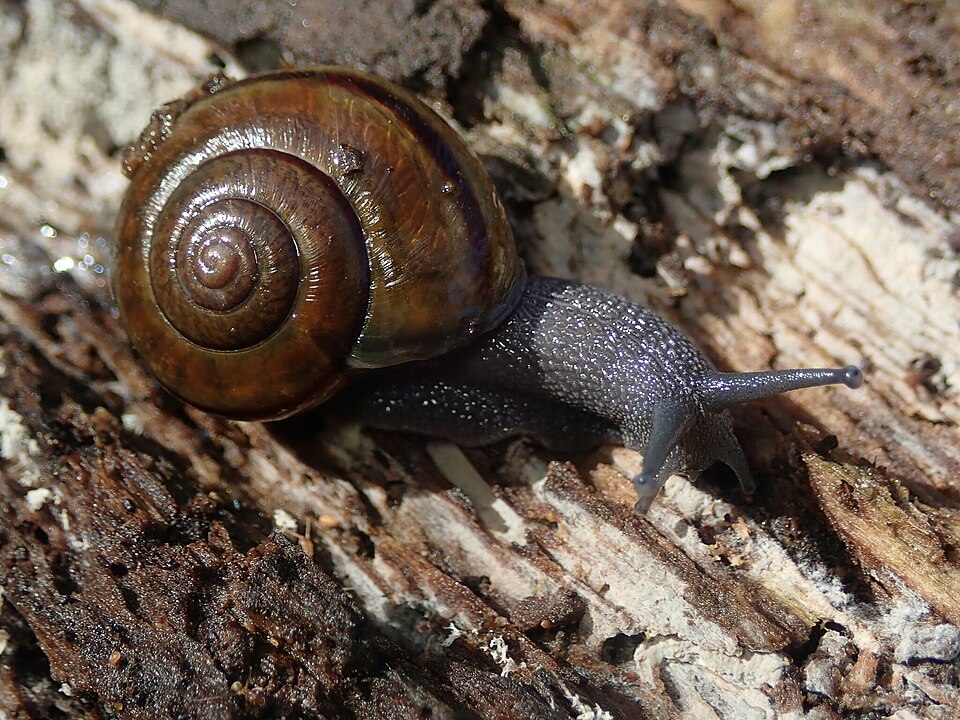 Photo of Southern California shoulderband