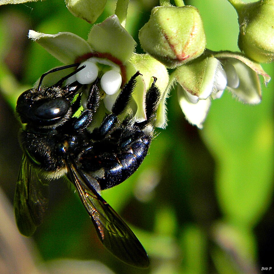 Photo of Southern carpenter bee
