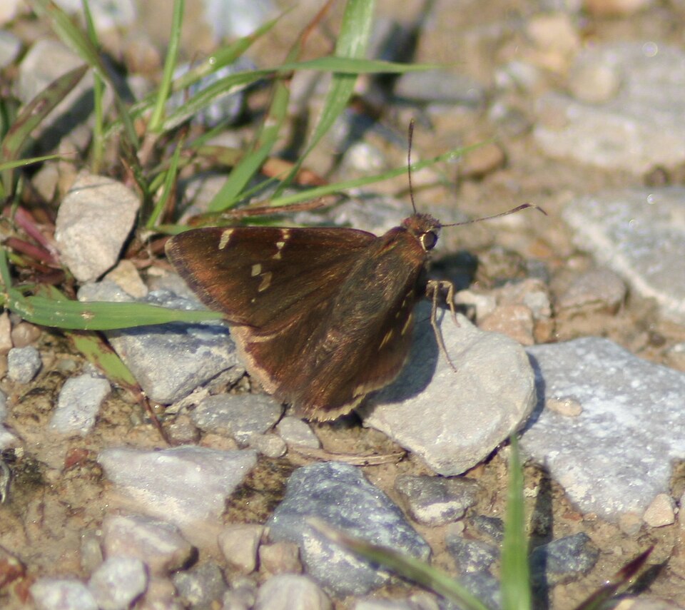Photo of Southern cloudywing