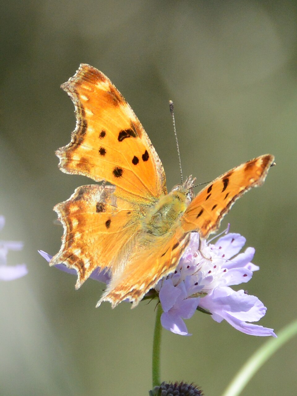 Photo of Southern comma