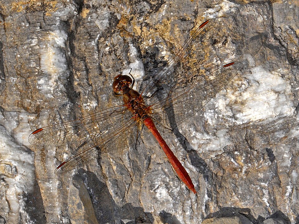 Photo of Southern darter