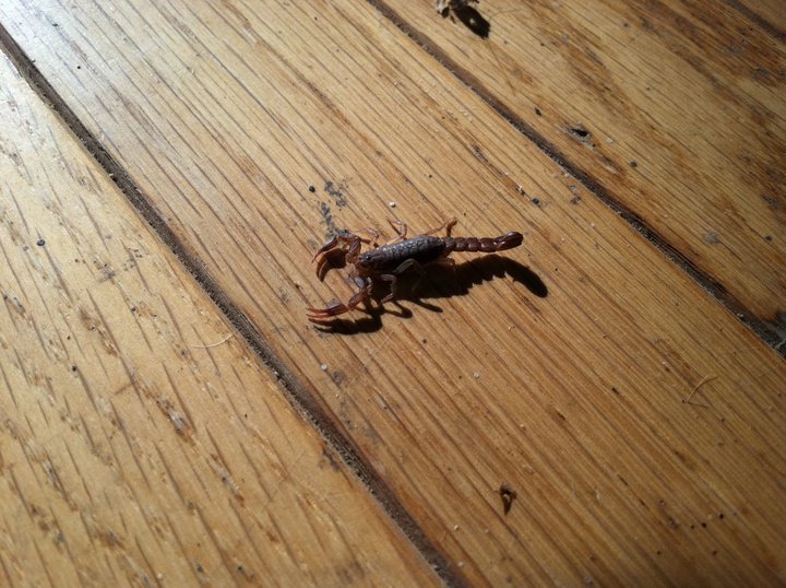 Photo of Southern devil scorpion