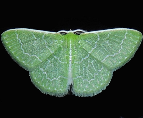 Photo of Southern emerald
