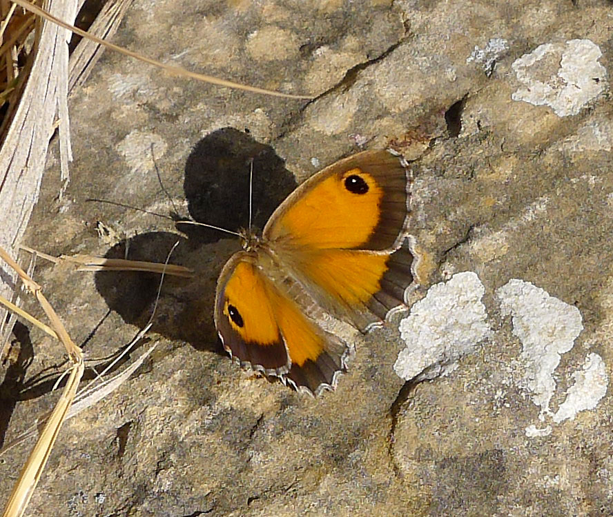 Photo of Southern gatekeeper