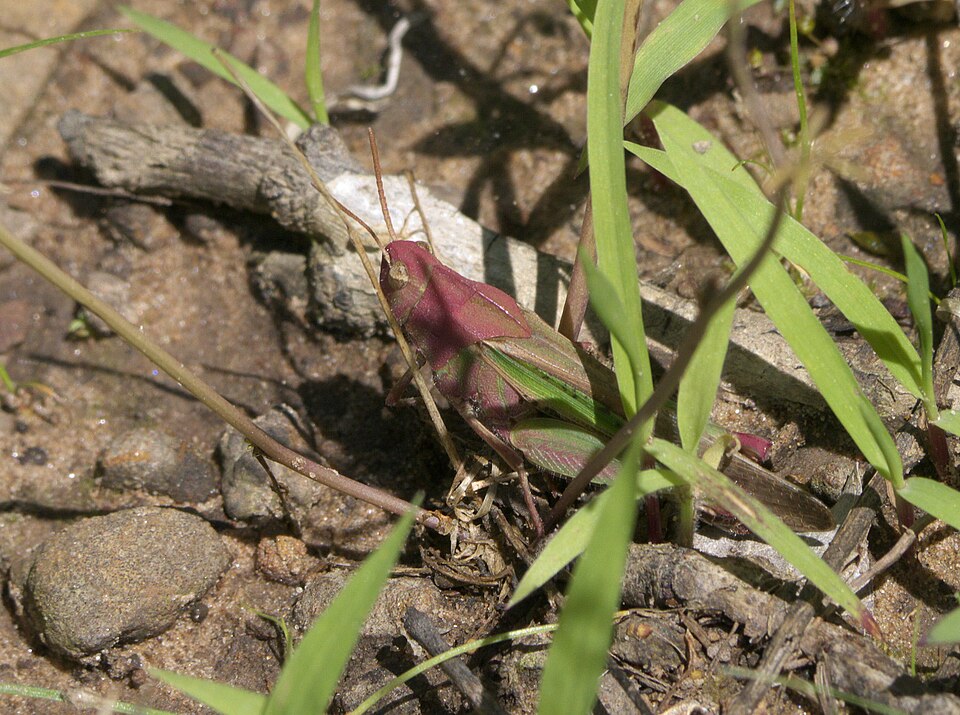Photo of Southern green-striped grasshopper