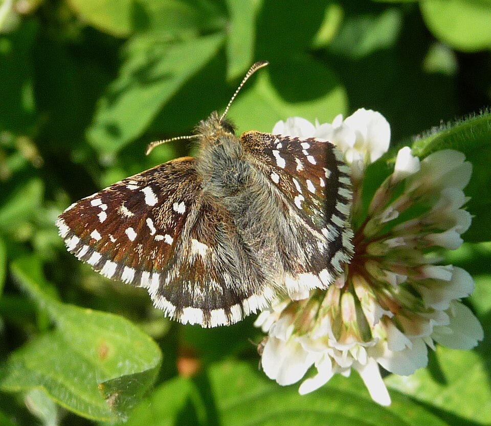 Photo of Southern grizzled skipper