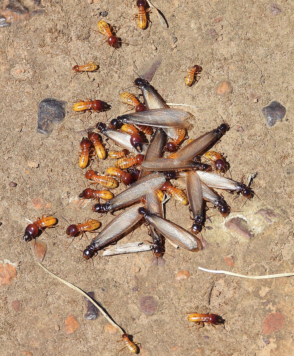 Photo of Southern harvester termite