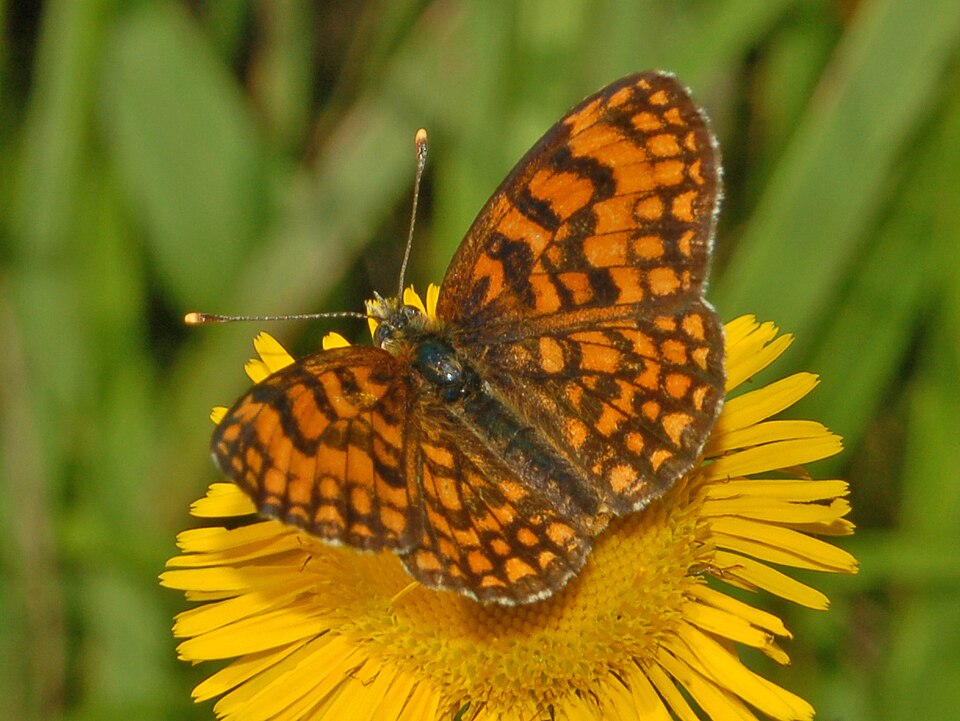 Photo of Southern heath fritillary