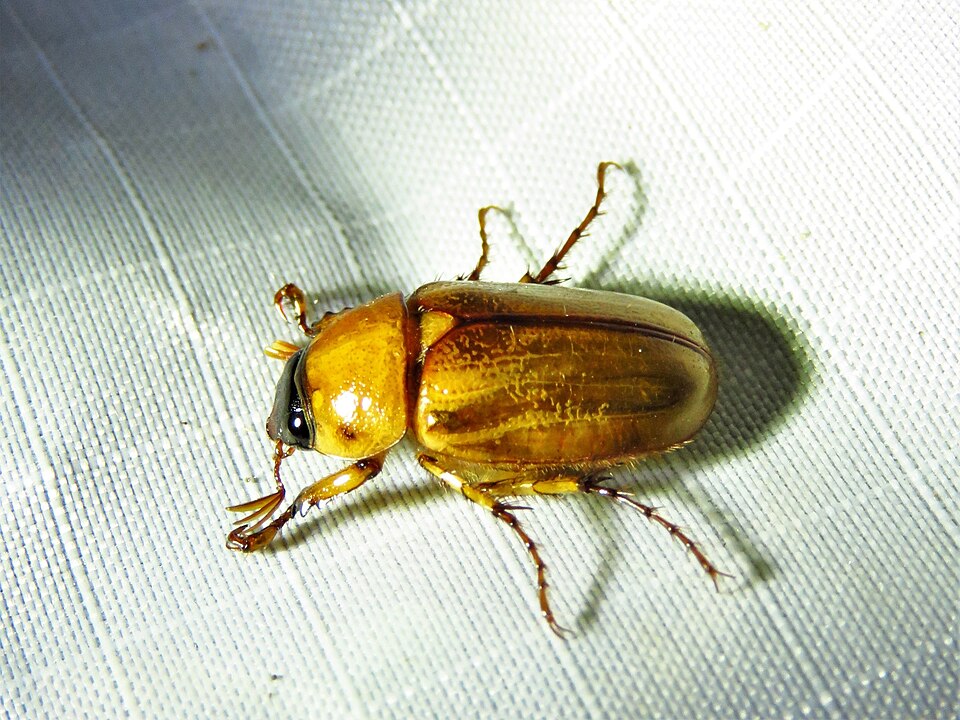 Photo of Southern masked chafer