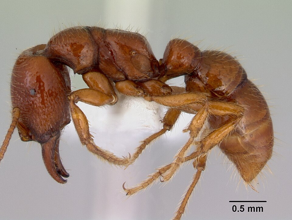 Photo of Southern Michelin ant