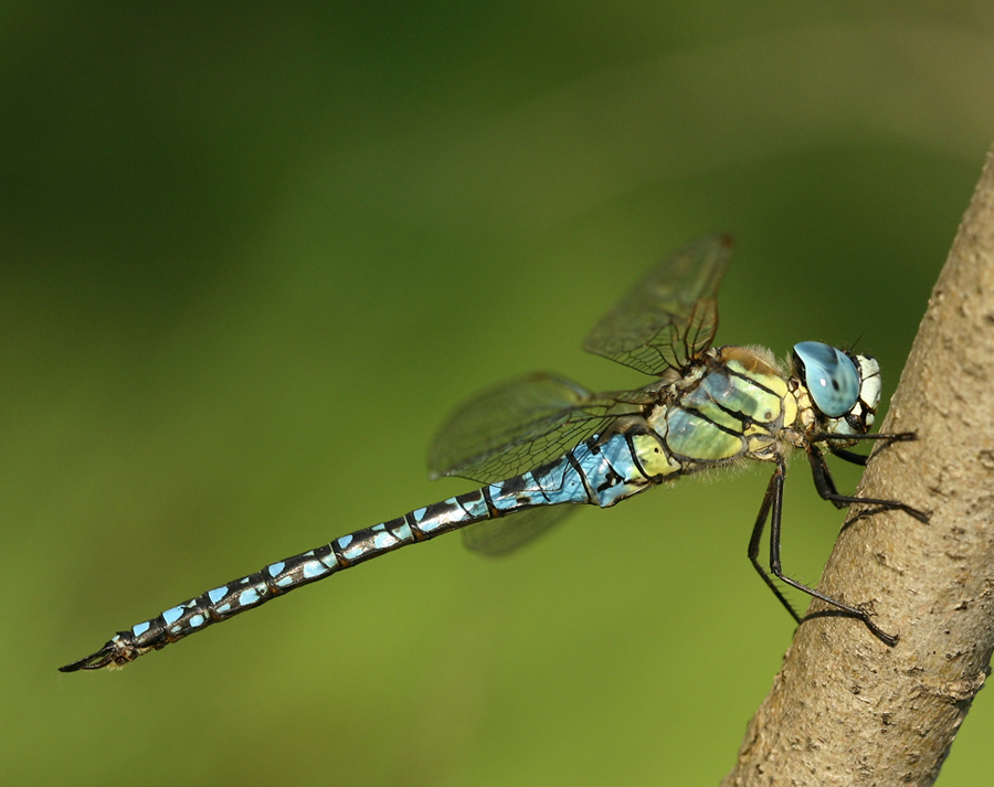 Photo of Southern migrant hawker