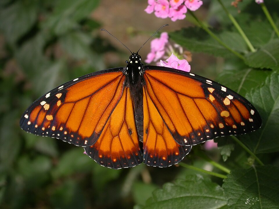 Photo of Southern monarch