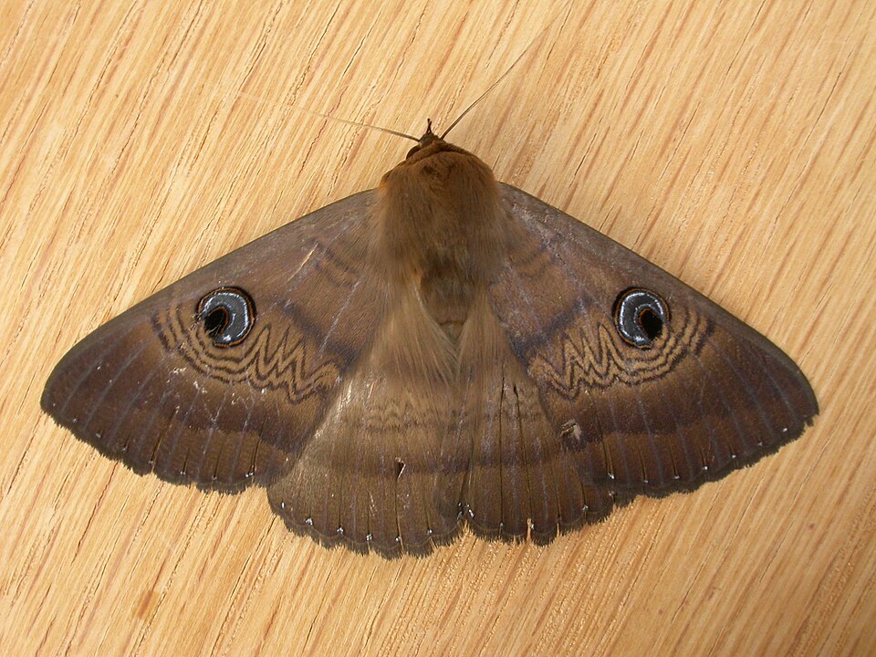 Photo of Southern moon moth