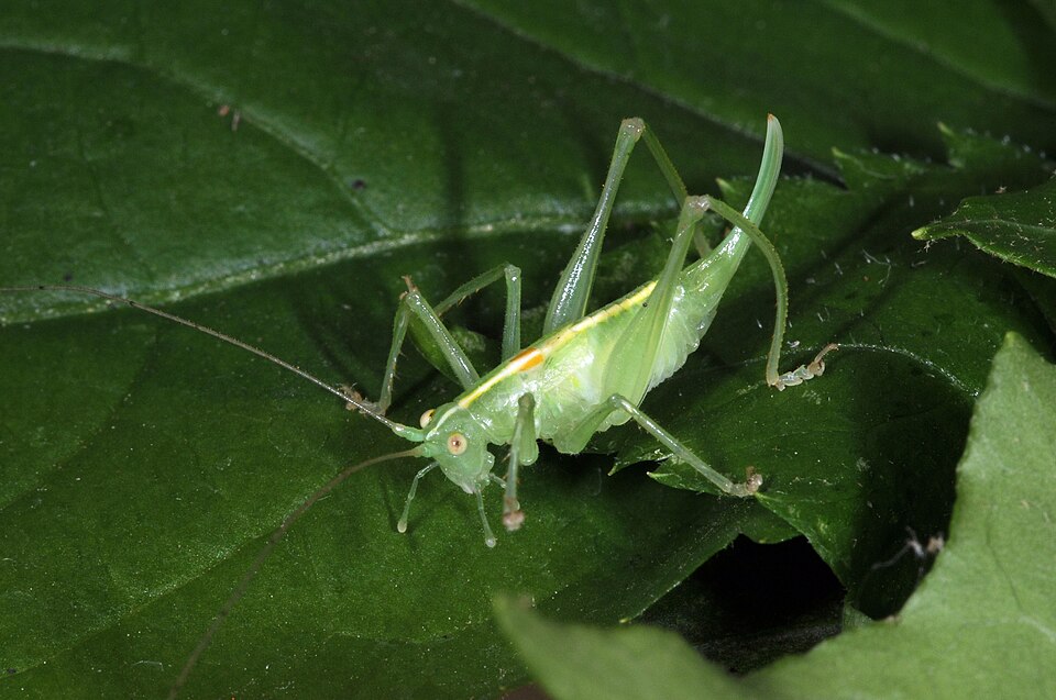 Photo of Southern oak bush-cricket