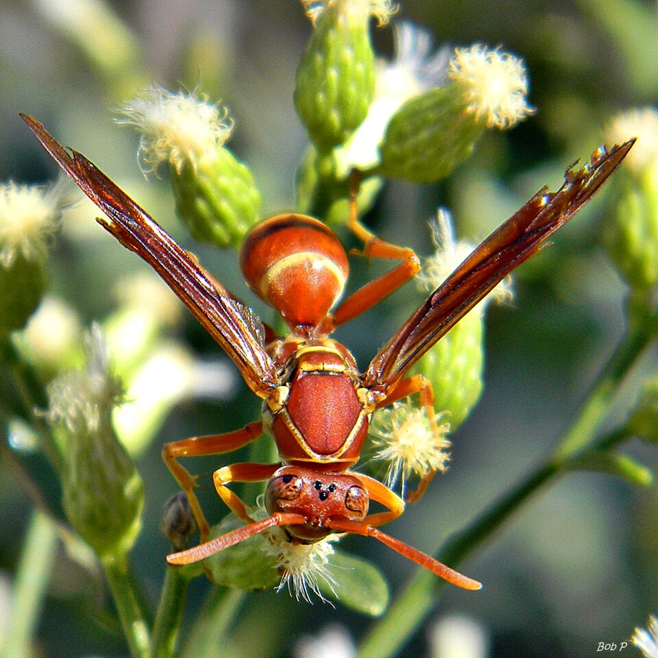 Photo of Southern paper wasp