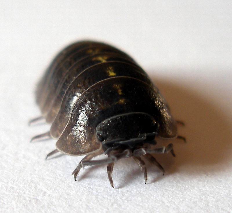 Photo of Southern pill woodlouse