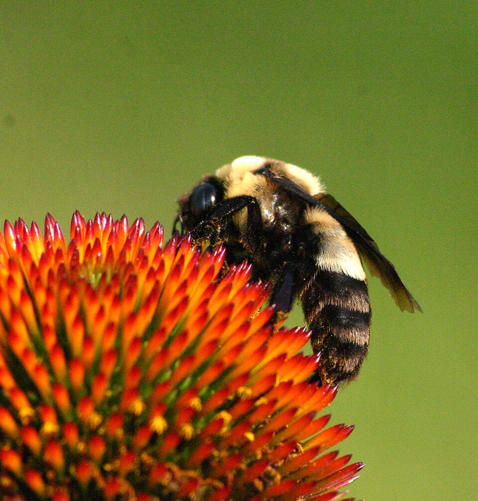 Photo of Southern Plains bumble bee