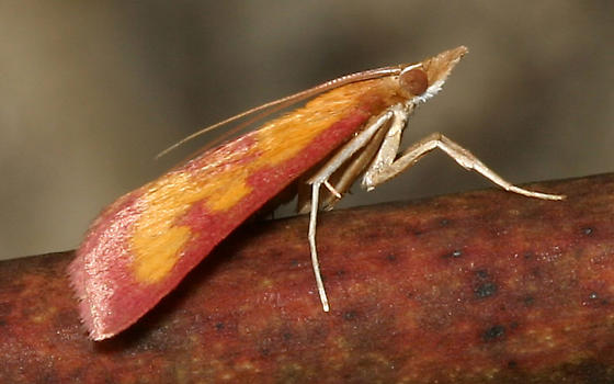 Photo of Southern purple mint moth