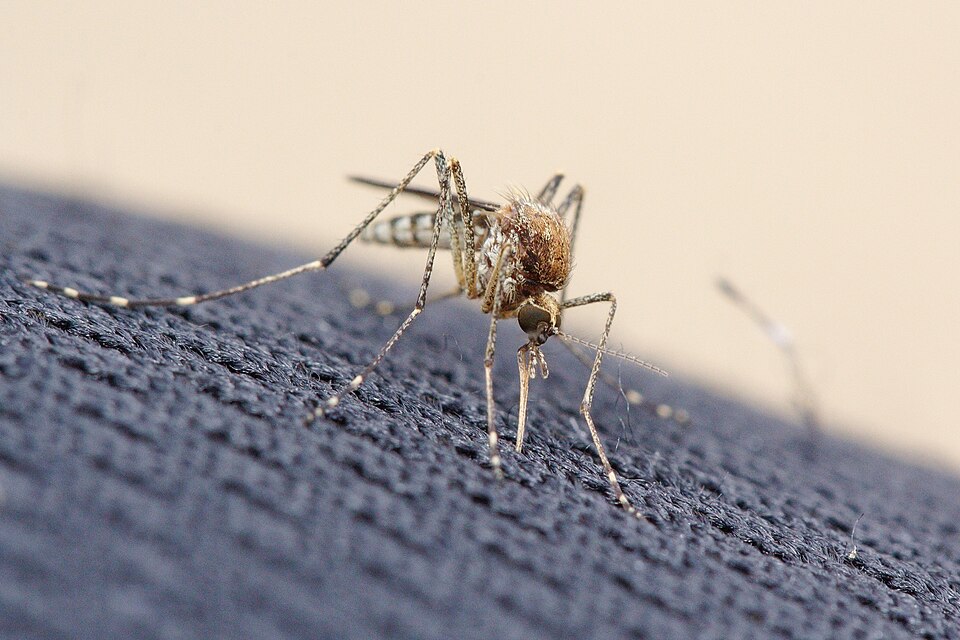 Photo of Southern saltmarsh mosquito