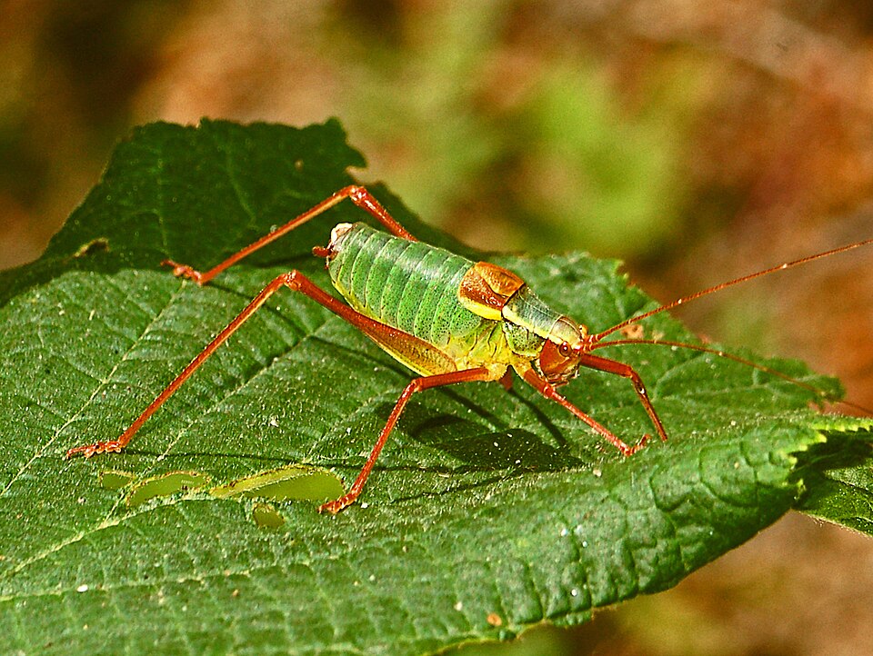 Photo of Southern saw-tailed bush-cricket