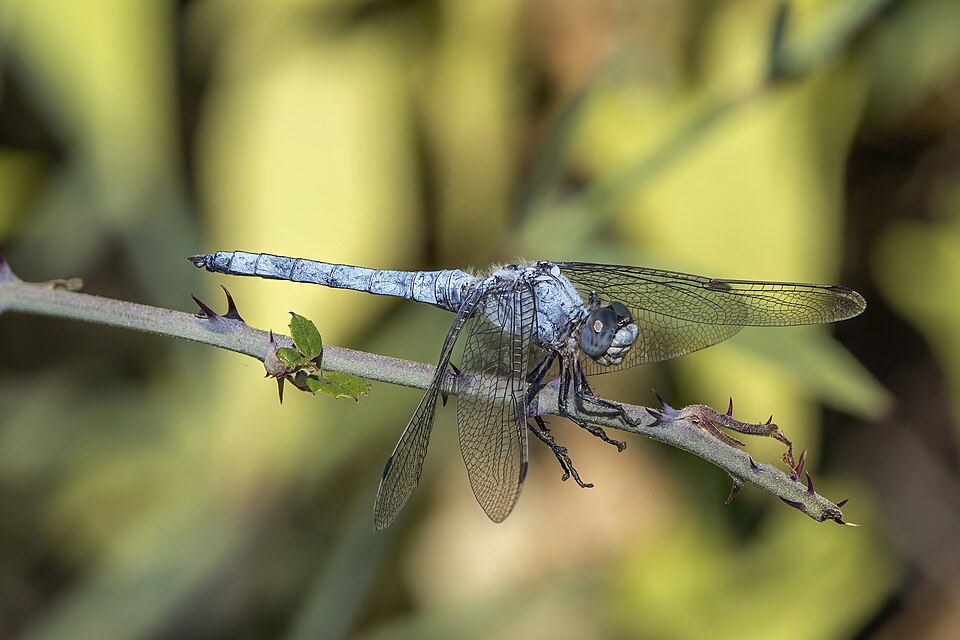 Photo of Southern skimmer