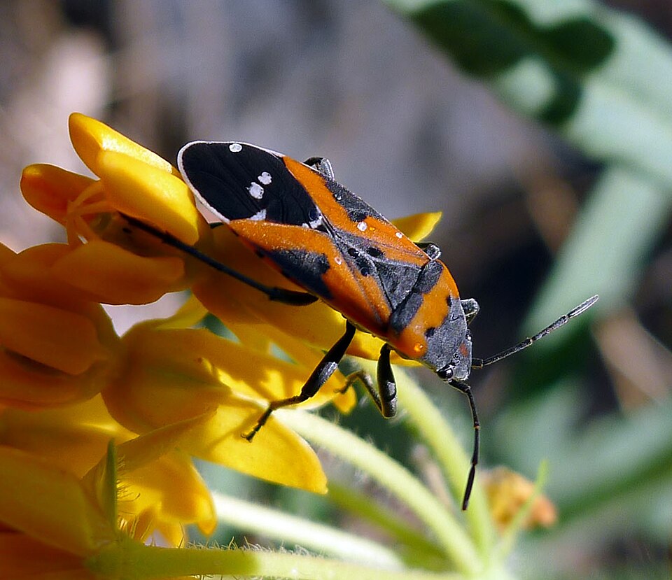Photo of Southern small milkweed bug