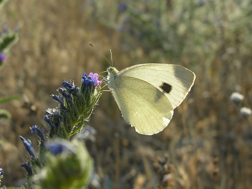 Photo of Southern small white