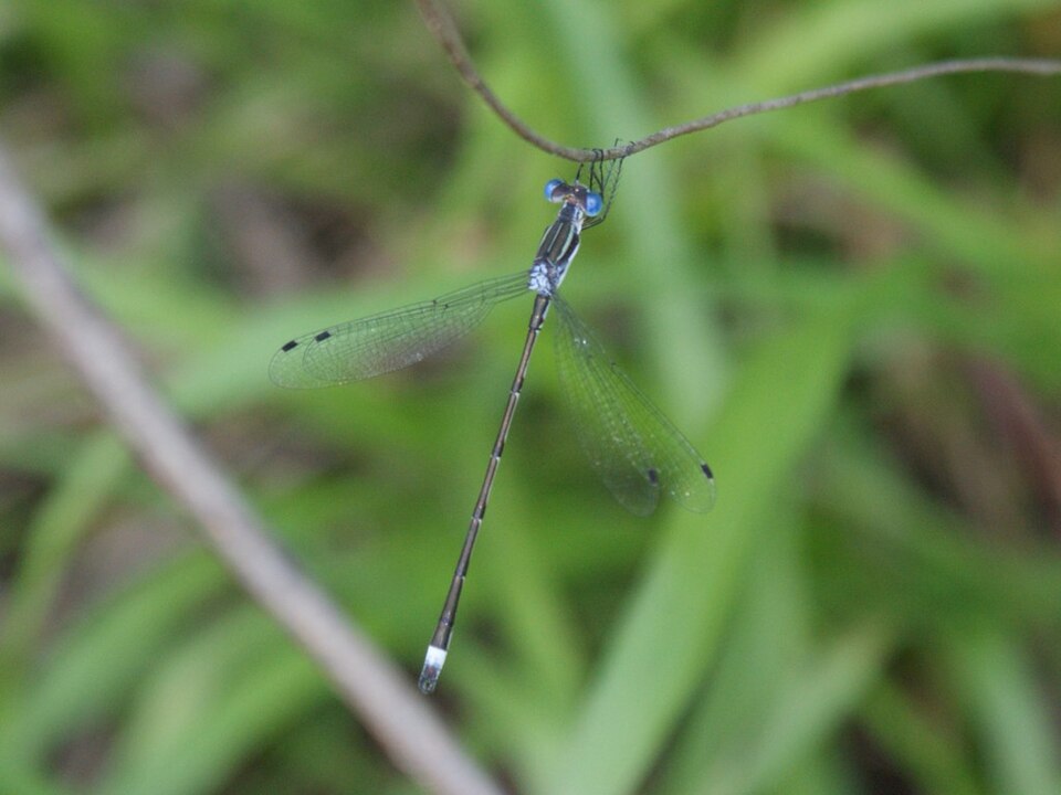 Photo of Southern spreadwing