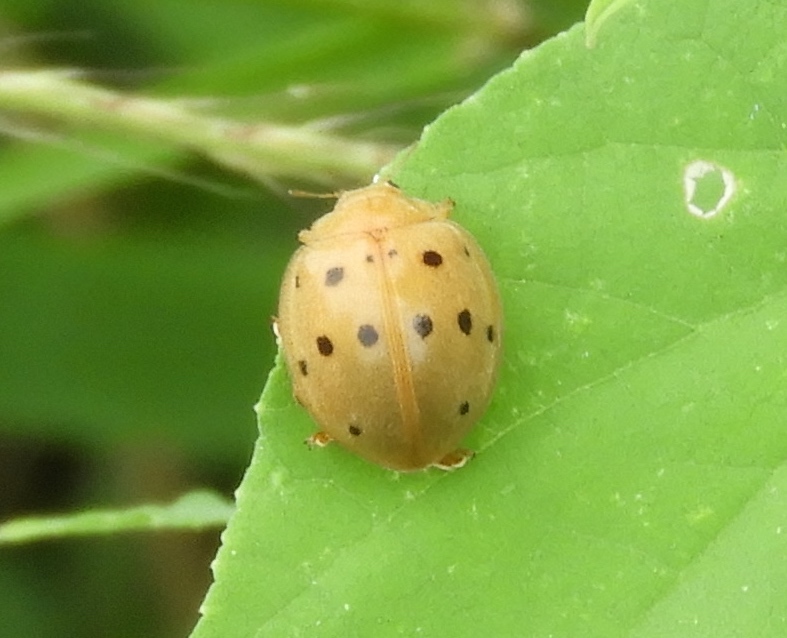 Photo of Southern squash lady beetle