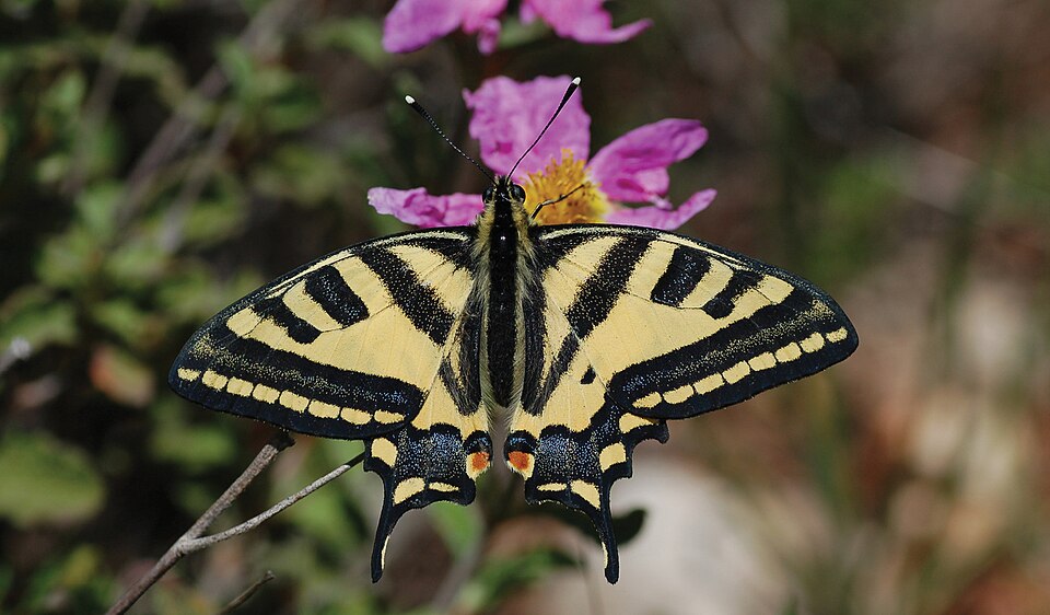 Photo of Southern swallowtail