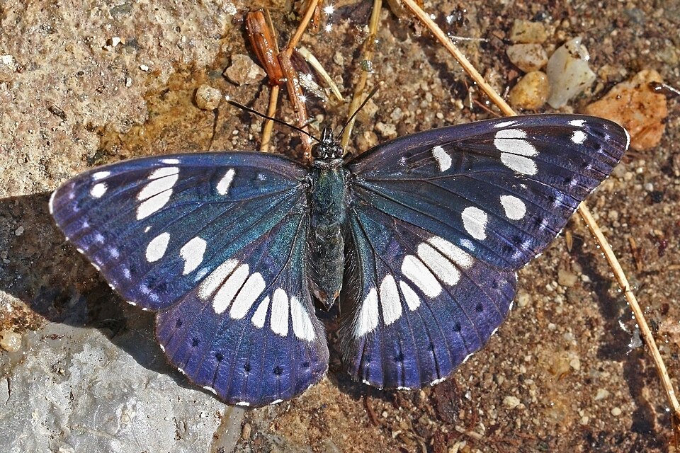 Photo of Southern white admiral