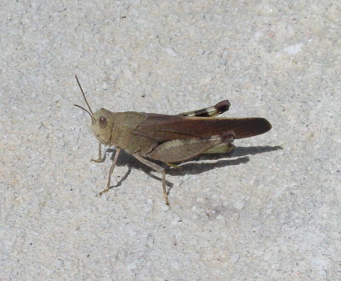 Photo of Southern yellowwinged grasshopper