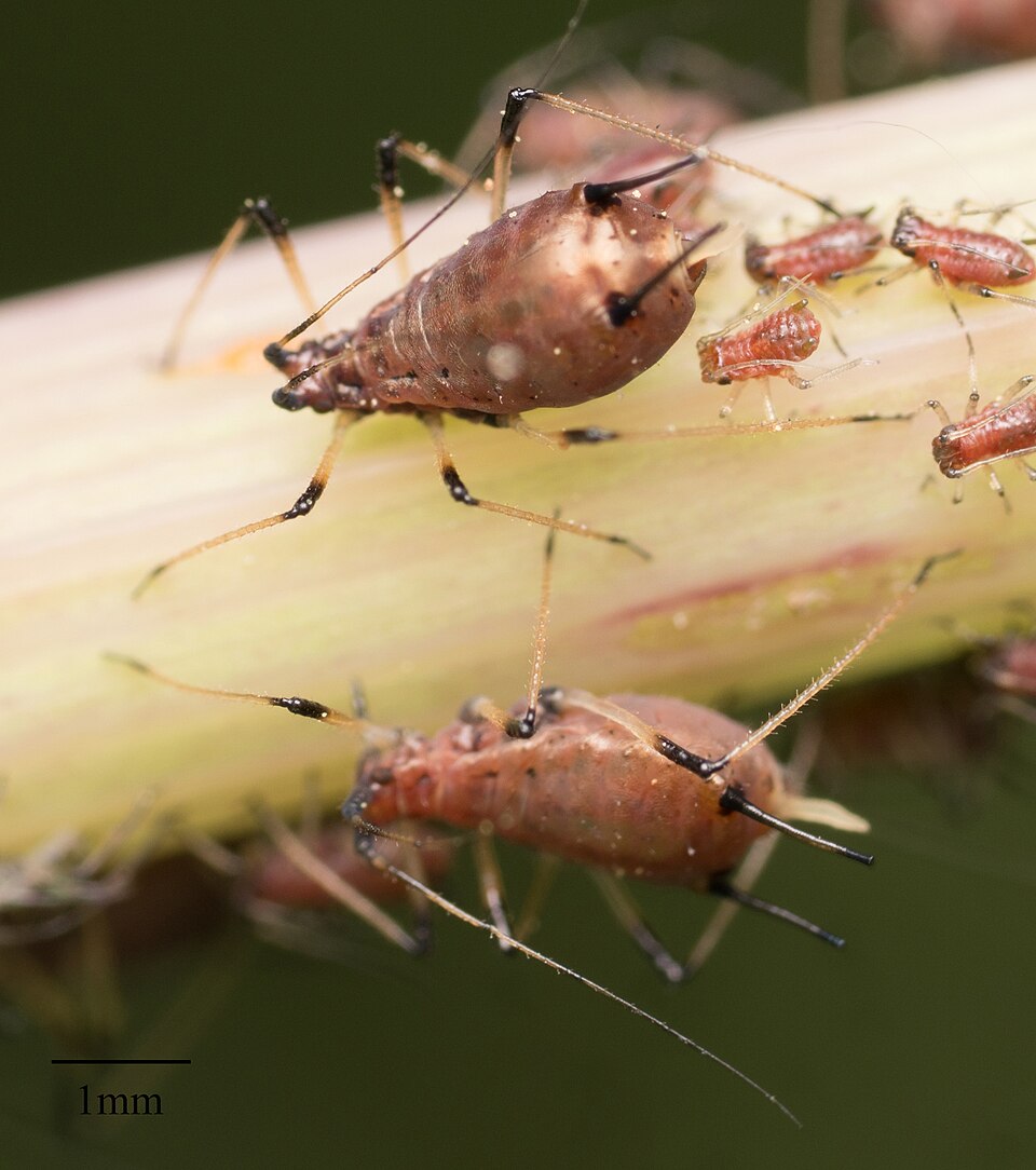 Photo of Sow-thistle aphid