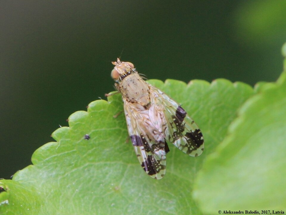 Photo of Sowthistle tephritis