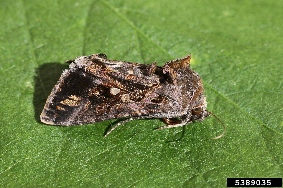 Photo of Soybean looper moth