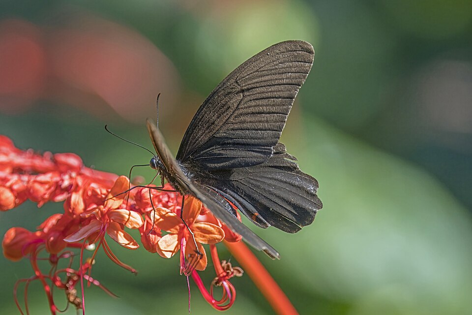 Photo of Spangle swallowtail