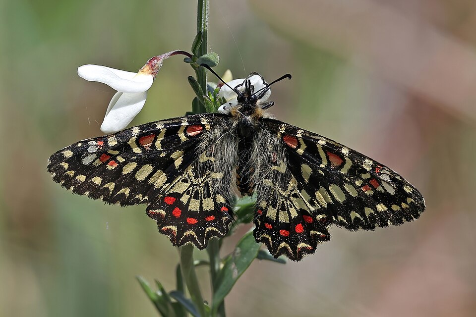 Photo of Spanish festoon