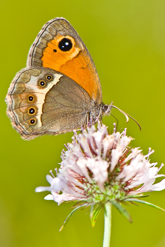 Photo of Spanish gatekeeper