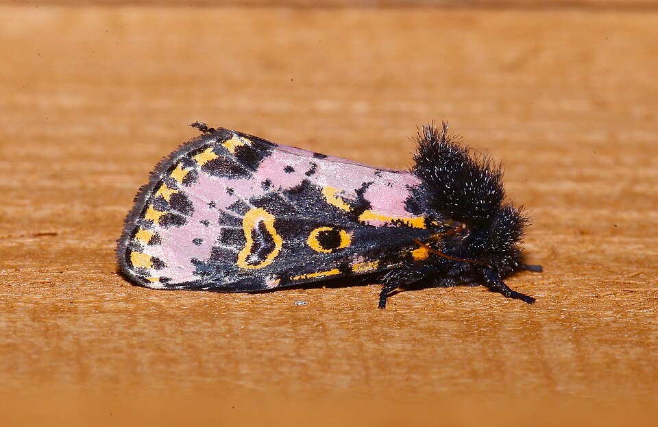 Photo of Spanish moth