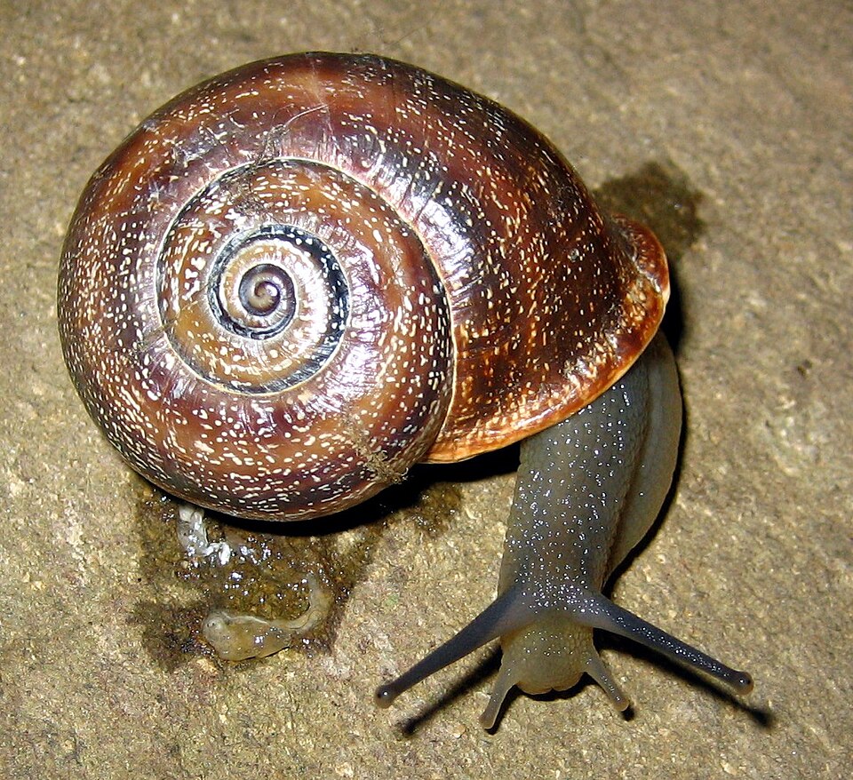 Photo of Spanish snail